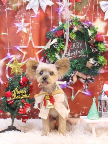 20231229マックスくん